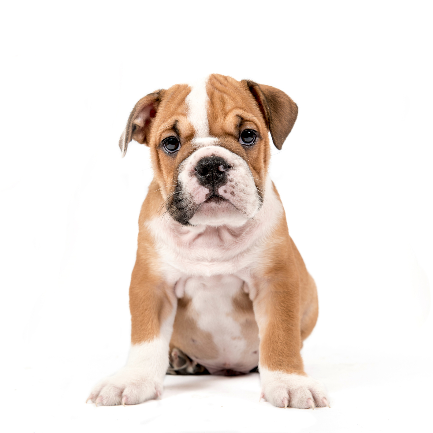 T nauwelijks Tactiel gevoel Engelse Bulldog | Hondenfokker Houssin Kuurne | Puppy's te koop, pup te  koop, hondenkweker, hondenkwekerij, rashonden