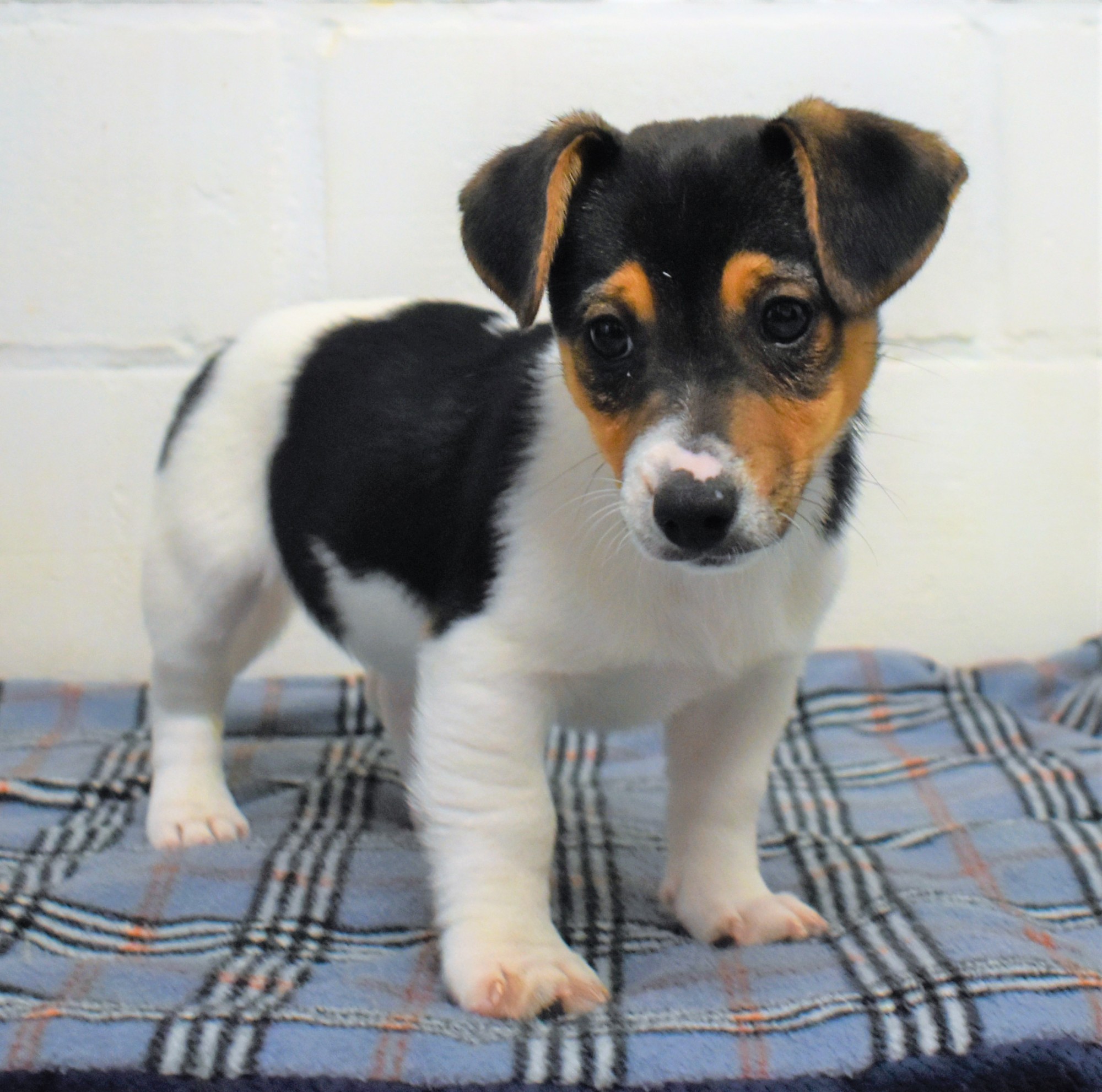 Jack Russell | Houssin | Puppy's te koop, pup koop, hondenkweker, hondenkwekerij, rashonden