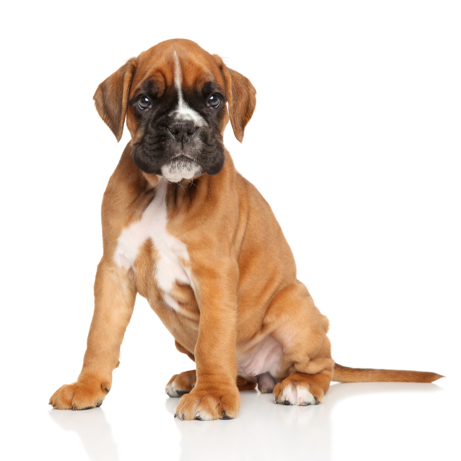 Boxer Hondenfokker Houssin Kuurne Puppy’s te koop, pup