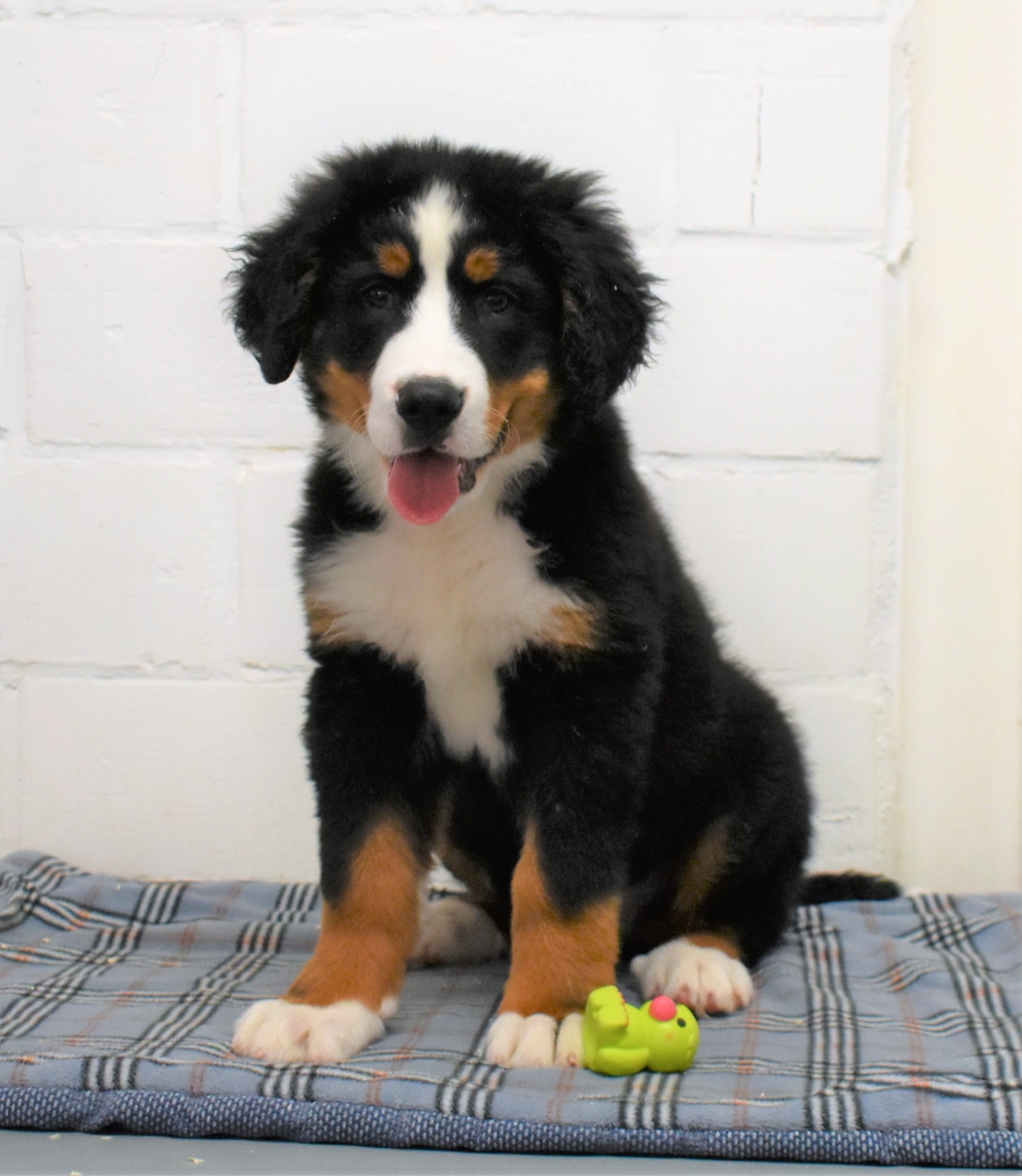 Bouvier Bernois, Éleveur de chiens Houssin Kuurne