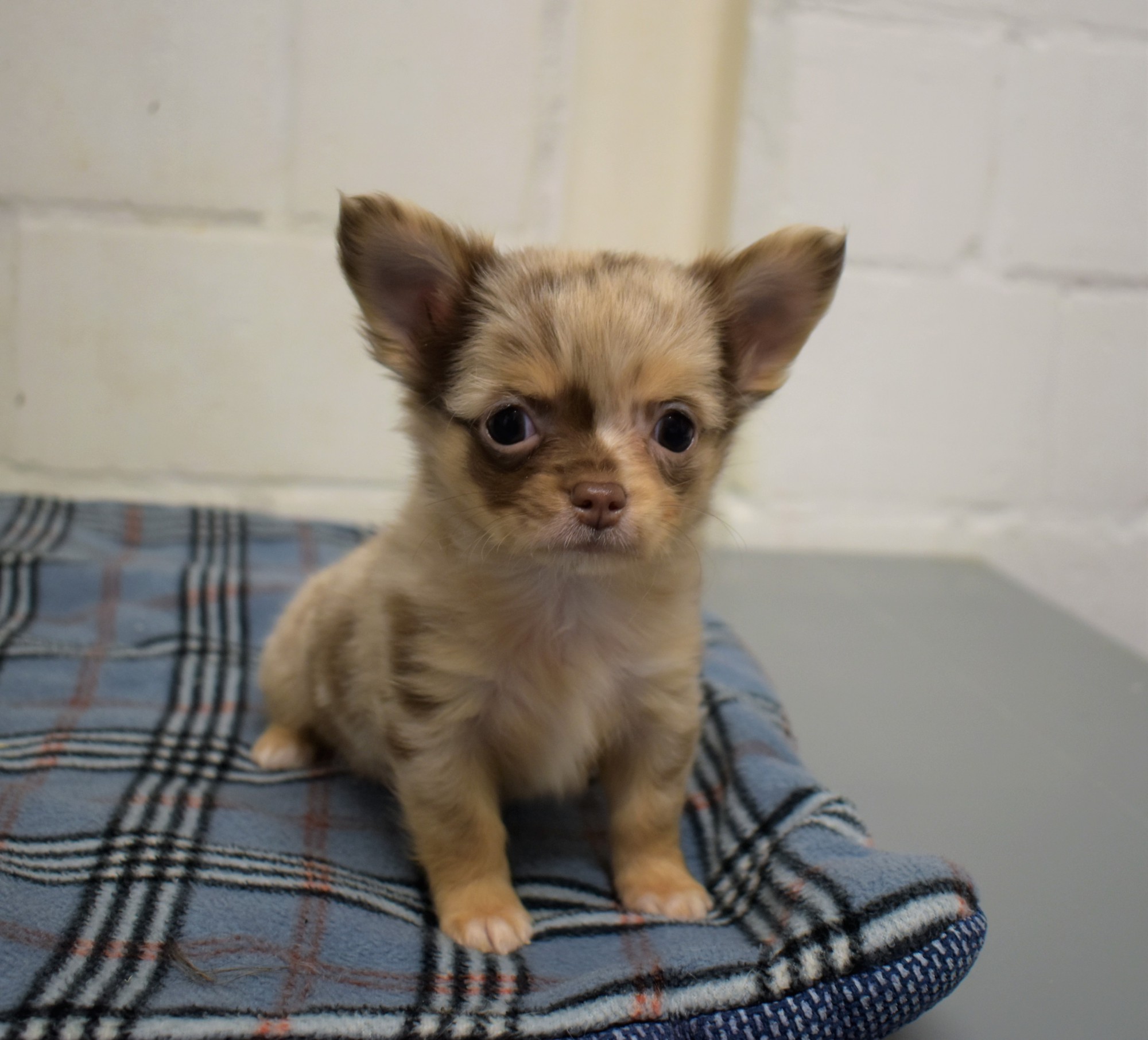 Chihuahua Hondenfokker Kuurne Puppy's te koop, pup te koop, hondenkweker, hondenkwekerij, rashonden