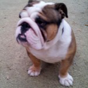 Abidjan, le Bouledogue Anglais