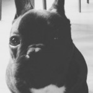 Ace, de Franse Bulldog