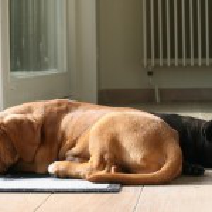 A&iuml;ko & Bo, de Bordeaux Dog en Mopshond