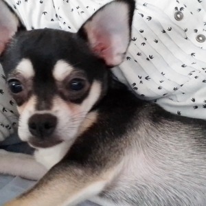 Aiko, de Chihuahua
