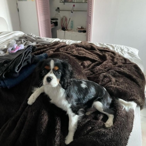 Albert, de Cavalier King Charles Epagneul