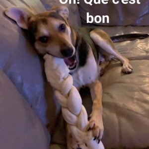 Alto, de Adorables chiots crois&eacute;