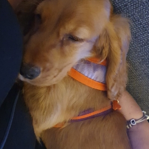 Ambertje, de Engelse Cocker Spani&euml;l