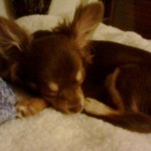 Ambre, l'adorable Chihuahua!