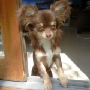 Ambre, l'adorable Chihuahua!