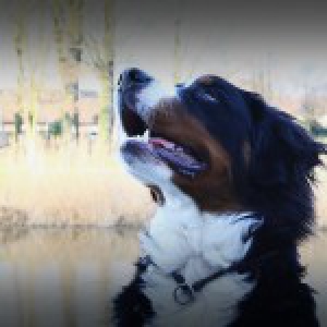 Aslan, de Berner Sennen