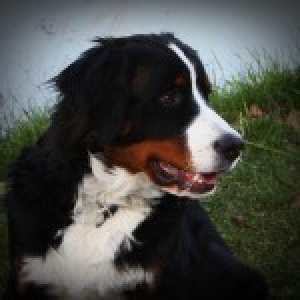 Aslan, de Berner Sennen