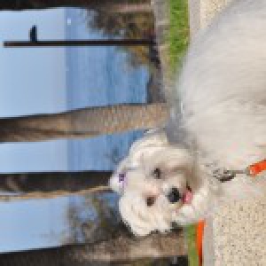 Babette, de Maltezer