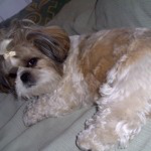 Babou, de Shih Tzu