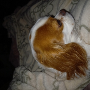 Bailey, de Cavalier King Charles Spaniël