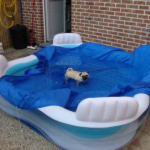 Baileys, de mopshond