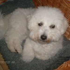 Balou en Perluutje, de Bichon Fris&eacute;es