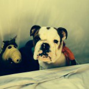 Balthazars, le Bouledogue Anglais
