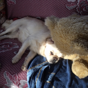 Barry, de Tibetaanse Spaniël