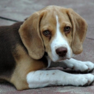 Bas de Beagle