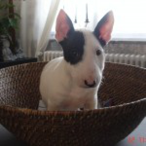 Basiel, de Bull terrier