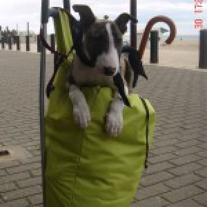 Basiel, de Bull terrier