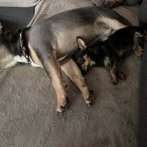 Basje en Julius, de Chihuahua