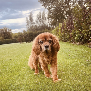 Baziel, de Cavalier King Charles Spaniël