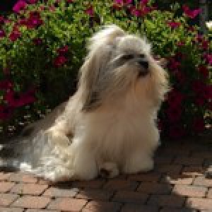 Baziel, de Lhasa Apso2