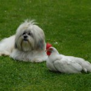 Baziel, de Lhassa Apso