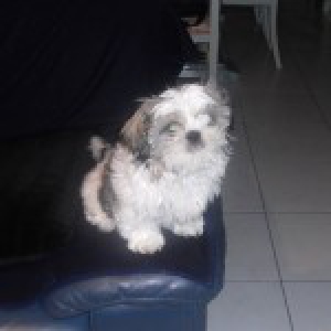 Beauty, de Shih Tzu
