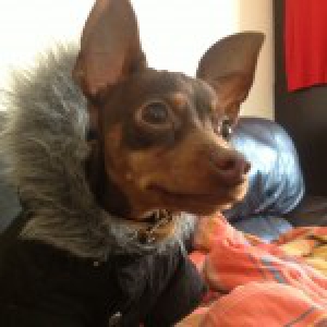 Becks, de Dwergpinscher