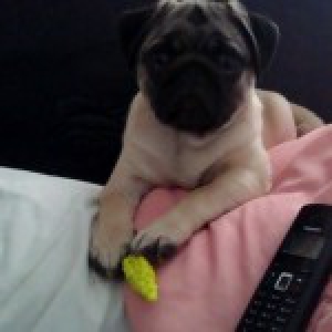 Beertje, de mops