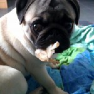 Beertje, de mops