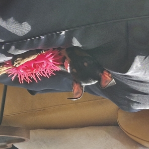 BELLA, de Pinscher Nain