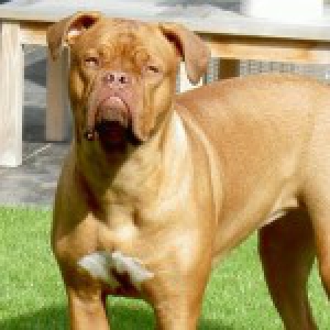 Belle, de Bordeaux Dog