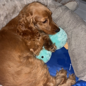 Belle, de Engelse Cocker Spani&euml;l