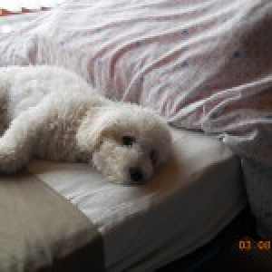 Benji, de Bichon Frisé