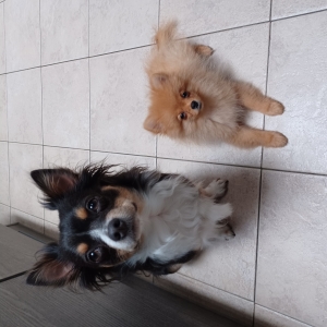 BENJI, de Dwergkees / Keeshond / Pomeriaan