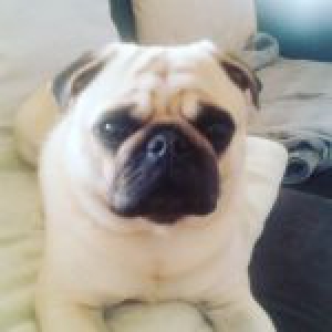 Berlioz, de mops