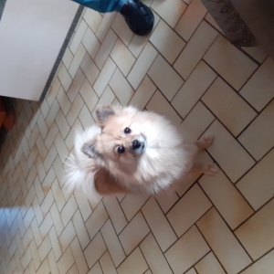Bijou, de Dwergkees / Keeshond / Pomeriaan