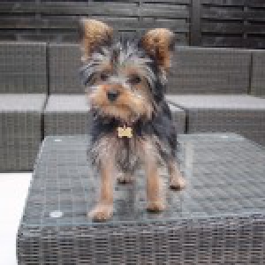 Bijou, de York