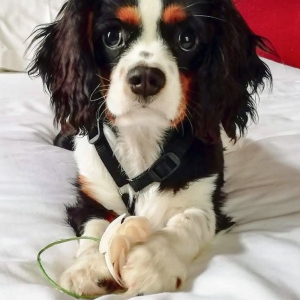 Billy, de Cavalier King Charles Spaniël