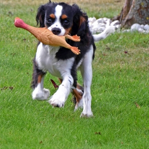 Billy, de Cavalier King Charles Spaniël