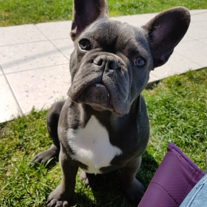 Billy, de Franse Bulldog