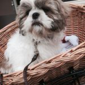 Binky , de Shihtzu