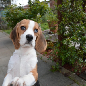Blue, le Beagle