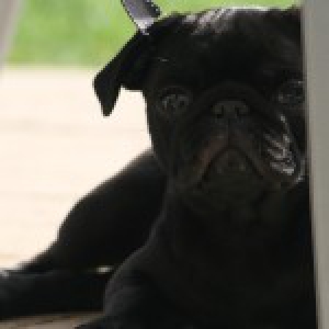 Bo & A&iuml;ko, de Mops en Bordeaux Dog