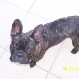 Bouledogue Fran&ccedil;ais Rochy