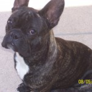Bouledogue Fran&ccedil;ais Rochy